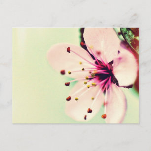 Cherry Blossom Briefkaart