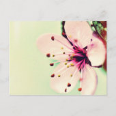 Cherry Blossom Briefkaart (Voorkant)