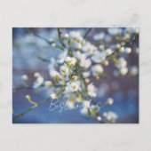 Cherry blossom briefkaart (Voorkant)