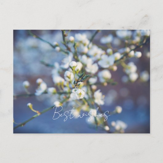 Cherry blossom briefkaart (Voorkant)