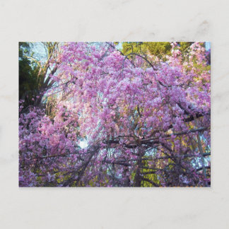 Cherry Blossom Briefkaart