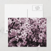 Cherry Blossom Briefkaart (Voorkant / Achterkant)