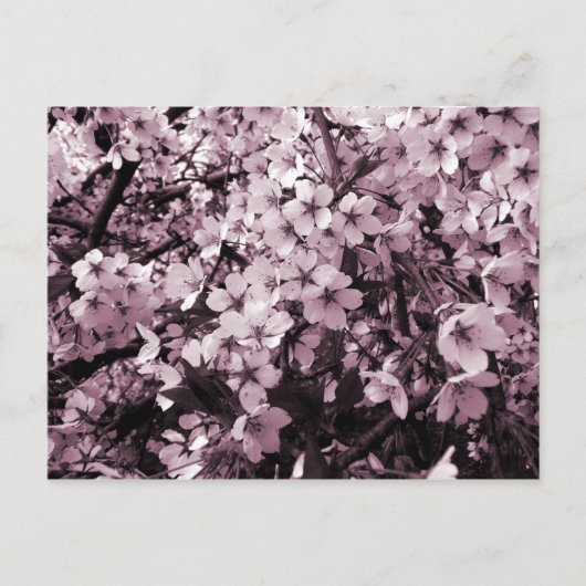 Cherry Blossom Briefkaart (Voorkant)