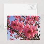 Cherry Blossom Briefkaart (Voorkant / Achterkant)