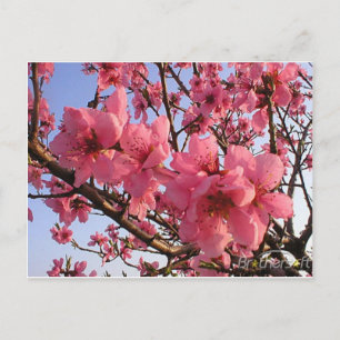 Cherry Blossom Briefkaart