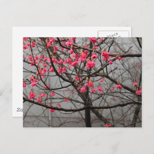 Cherry Blossom Briefkaart (Voorkant / Achterkant)