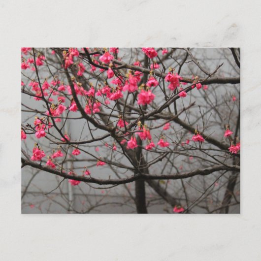 Cherry Blossom Briefkaart (Voorkant)
