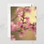 Cherry Blossom Briefkaart (Voorkant / Achterkant)