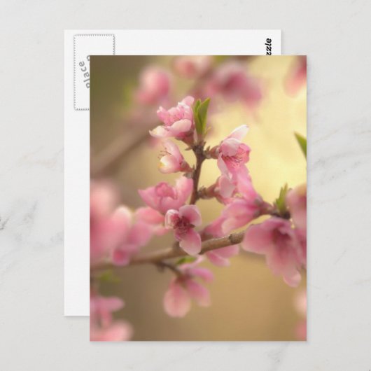Cherry Blossom Briefkaart (Voorkant / Achterkant)