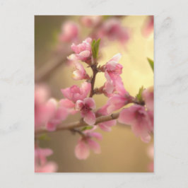 Cherry Blossom Briefkaart