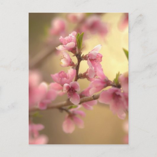 Cherry Blossom Briefkaart (Voorkant)