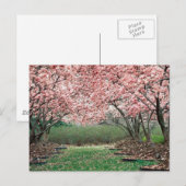 Cherry Blossom Briefkaart (Voorkant / Achterkant)