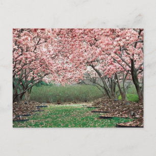 Cherry Blossom Briefkaart
