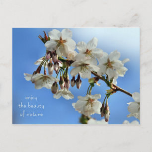 Cherry Blossom Briefkaart