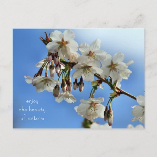 Cherry Blossom Briefkaart (Voorkant)