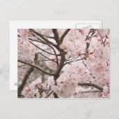 Cherry Blossom Briefkaart (Voorkant / Achterkant)