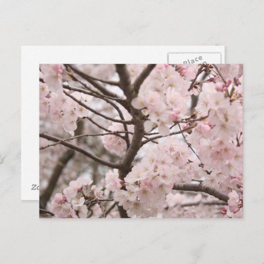 Cherry Blossom Briefkaart (Voorkant / Achterkant)