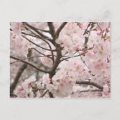 Cherry Blossom Briefkaart (Voorkant)