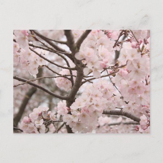 Cherry Blossom Briefkaart (Voorkant)