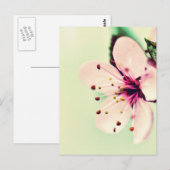 Cherry Blossom Briefkaart (Voorkant / Achterkant)