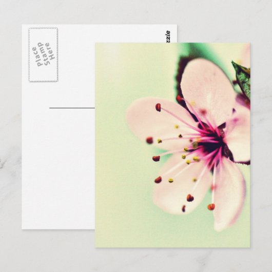 Cherry Blossom Briefkaart (Voorkant / Achterkant)