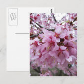 Cherry Blossom Briefkaart (Voorkant / Achterkant)