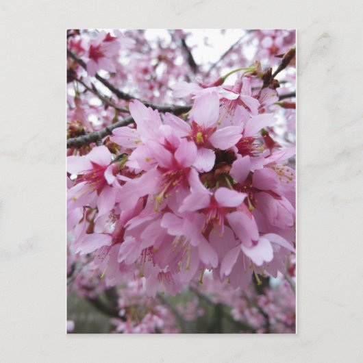 Cherry Blossom Briefkaart (Voorkant)