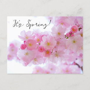 Cherry Blossom Briefkaart