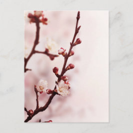 Cherry Blossom Briefkaart