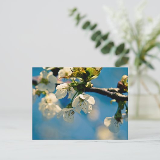 Cherry Blossom · Briefkaart (Staand voorkant)