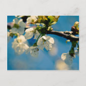 Cherry Blossom · Briefkaart (Voorkant)