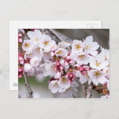 Cherry Blossom Briefkaart (Voorkant / Achterkant)