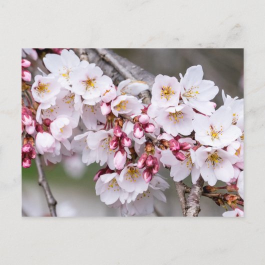 Cherry Blossom Briefkaart (Voorkant)