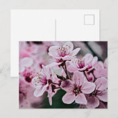Cherry Blossom Briefkaart (Voorkant / Achterkant)