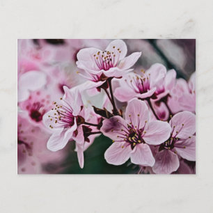Cherry Blossom Briefkaart