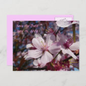 Cherry Blossom Briefkaart (Voorkant / Achterkant)