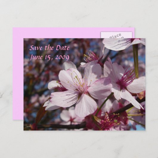 Cherry Blossom Briefkaart (Voorkant / Achterkant)