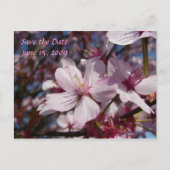 Cherry Blossom Briefkaart (Voorkant)