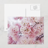 Cherry Blossom Briefkaart (Voorkant / Achterkant)