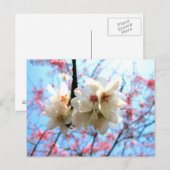 Cherry blossom - Briefkaart (Voorkant / Achterkant)