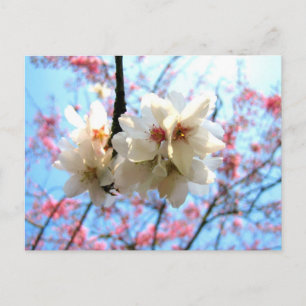 Cherry blossom - Briefkaart