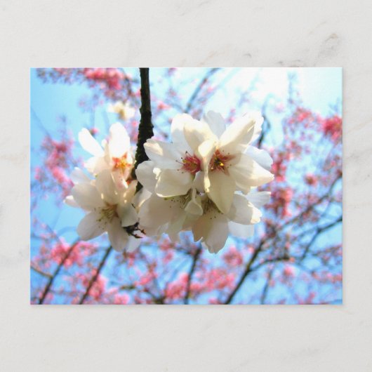 Cherry blossom - Briefkaart (Voorkant)