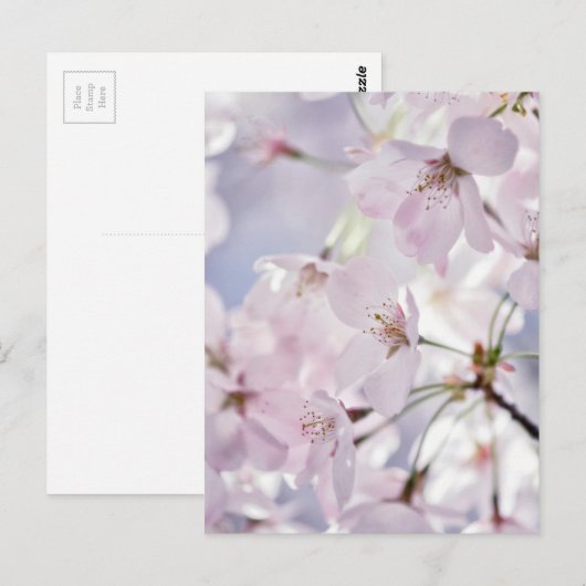 Cherry Blossom Briefkaart (Voorkant / Achterkant)