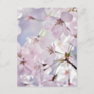 Cherry Blossom Briefkaart