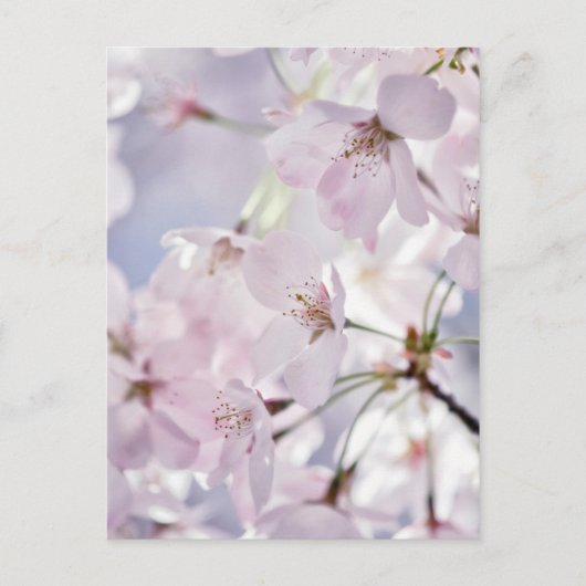 Cherry Blossom Briefkaart (Voorkant)
