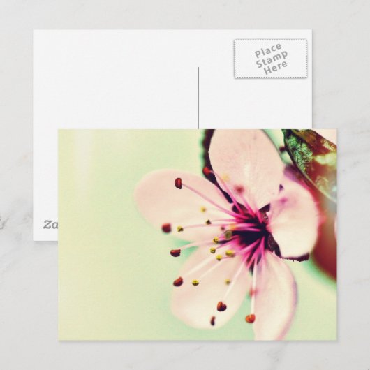 Cherry Blossom Briefkaart (Voorkant / Achterkant)