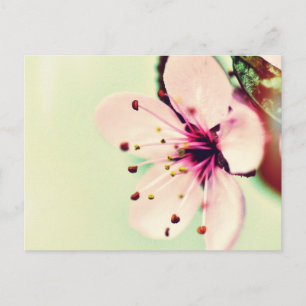Cherry Blossom Briefkaart