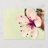 Cherry Blossom Briefkaart (Voorkant)