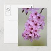 Cherry Blossom Briefkaart (Voorkant / Achterkant)