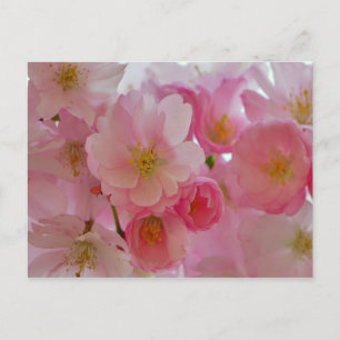 Cherry Blossom Briefkaart